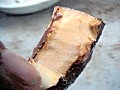 Cut and peal back a section of bark `w؂蔍