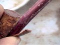 Match the bark section of both ؂Ƒ؂̌`wv