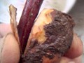 put-back the pealed bark section