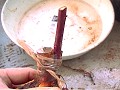 firmly tape-tied scion and stock e[vł藯߂܂