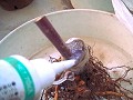 paste and pud with the wood tincture ؃`LhĖ߂