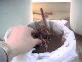 the finished grafted root back into basin oPcɖ߂