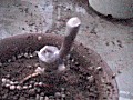 planting to the pod again |bgɐA߂