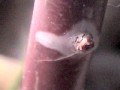 bud stick out the paraffin coating ptBR[g˂o