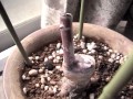 2weeks after, 2 buds breakthrough 2TԂƁA肪2Lт