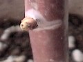 bud break through the paraffin coating ptBR[g˂j