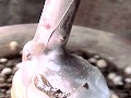 2nd bud stick out the paraffin coating ptBR[g˂o2Ԗڂ̉